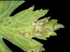 Céleri - Brûlure hâtive (Cercospora apii)