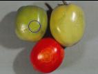 Tomate - Virus de la maladie bronzée de la tomate (TSWV)