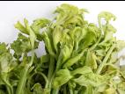 Céleri - Anthracnose (Colletotrichum acutatum)