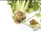 Céleri - Fusariose vasculaire (Fusarium oxysporum)