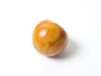 Tomate - Virus de la maladie bronzée de la tomate (TSWV)