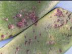 Pois - Ascochytose (Ascochyta pisi)_3