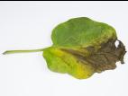 Aubergine - Verticilliose (Verticillium dahliae)