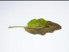 Aubergine - Verticilliose (Verticillium dahliae)