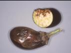 Aubergine - Dépérissement phytophthoréen (Phytophthora capsici)