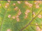Cerise de terre - Alternariose (Alternaria alternata)