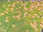 Cerise de terre - Alternariose (Alternaria alternata)