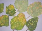 Cerise de terre - Alternariose (Alternaria alternata)