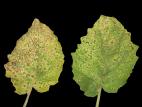 Cerise de terre - Charbon blanc (Entyloma australe)