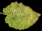 Cerise de terre - Charbon blanc (Entyloma australe)