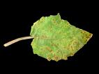 Cerise de terre - Charbon blanc (Entyloma australe)