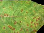 Cerise de terre - Charbon blanc (Entyloma australe)