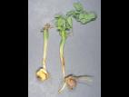 Pois - Pourriture des racines (Neocosmospora solani)_3