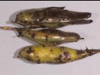 Gourgane - Tache chocolat (Botrytis sp.)