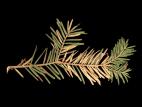 Arbres de Noël (sapins) - Rouge des aiguilles (Lirula sp.)