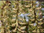 Arbres de Noël (sapins) - Rouille balai de sorcière (Melampsorella caryophyllacearum)