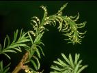 Arbres de Noël (sapins) - Rouille balai de sorcière (Melampsorella caryophyllacearum)