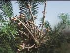 Arbres de Noël (sapins) - Rouille balai de sorcière (Melampsorella caryophyllacearum)