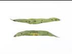 Argousier - Anthracnose (Colletotrichum acutatum)
