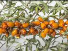 Argousier - Anthracnose (Colletotrichum acutatum)