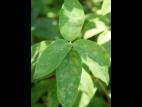 Camerise - Blanc (Erysiphe lonicerae)