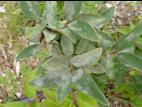 Camerise - Blanc (Erysiphe lonicerae)