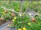 Cerise - Pourriture brune (Monilinia fructicola)