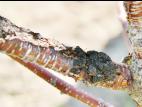 Cerise - Nodule noir (Apiosporina morbosa)