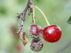 Cerise - Pourriture brune (Monilinia fructicola)