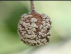 Cerise - Pourriture brune (Monilinia fructicola)