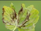 Cassis - Blanc (Podosphaera mors-uvae)