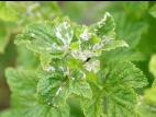 Cassis - Blanc (Podosphaera mors-uvae)