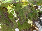 Cassis - Tache septorienne (Septoria ribis)