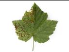 Cassis - Tache septorienne (Septoria ribis)
