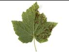Cassis - Tache septorienne (Septoria ribis)