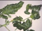 Tomate - Virus X de la pomme de terre (PVX)
