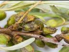 Argousier - Anthracnose (Colletotrichum acutatum)