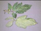 Tomate - Virus X de la pomme de terre (PVX)