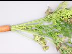 Carotte - Phytoplasme de la jaunisse de l'aster