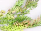 Carotte - Phytoplasme de la jaunisse de l'aster