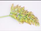Carotte - Phytoplasme de la jaunisse de l'aster