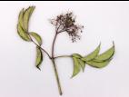 Sureaux - Phytoplasme de la jaunisse de l'aster_1