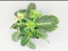 Gloxinia - Phytoplasme de la jaunisse de l'aster_1
