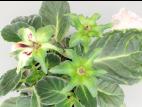 Gloxinia - Phytoplasme de la jaunisse de l'aster_2