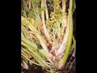 Céleri - Phytoplasme de la jaunisse de l'aster