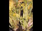 Céleri - Phytoplasme de la jaunisse de l'aster