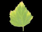 Guimauve officinale - Phytoplasme de la jaunisse de l'aster_3
