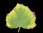 Guimauve officinale - Phytoplasme de la jaunisse de l'aster_4