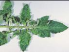Tomate - Virus de la mosaïque de la tomate (ToMV)