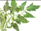 Tomate - Virus de la maladie bronzée de la tomate (TSWV)